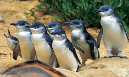 Phillip Island – Pingouins, koalas et faune